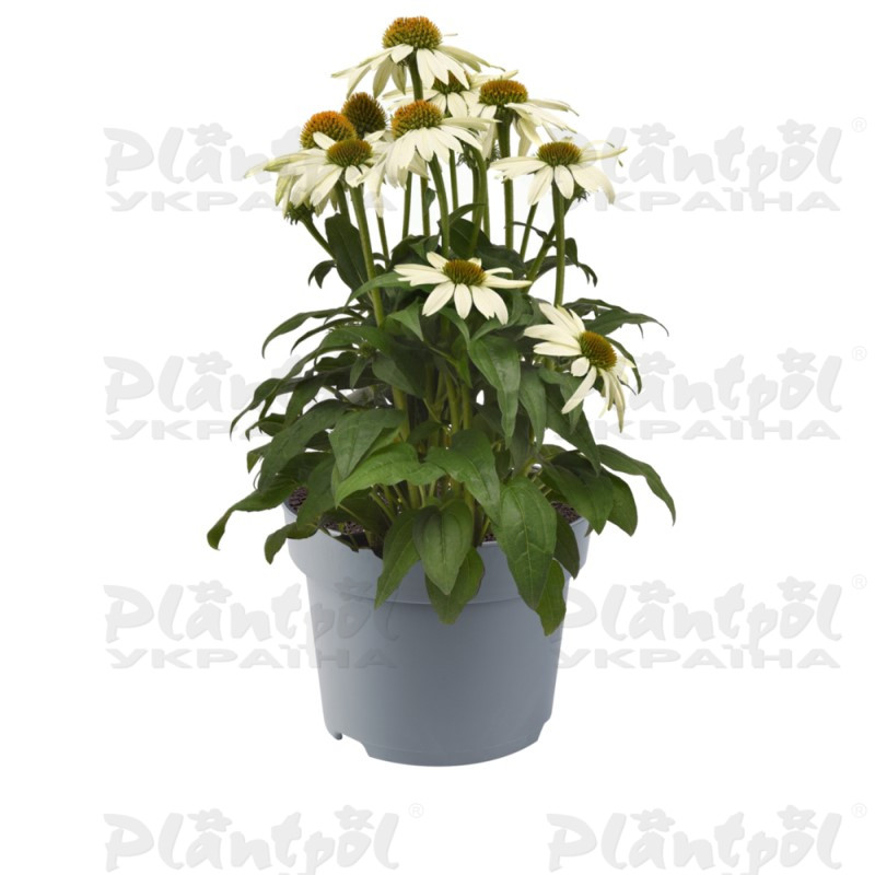 Ехінацея звичайна низька Sombrero Compact White (84 палета/Florensis)