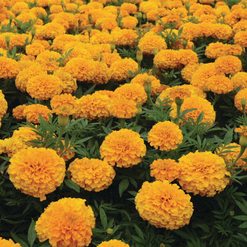 Тагетес великоквітковий erecta Taishan™ Gold (100 палета)