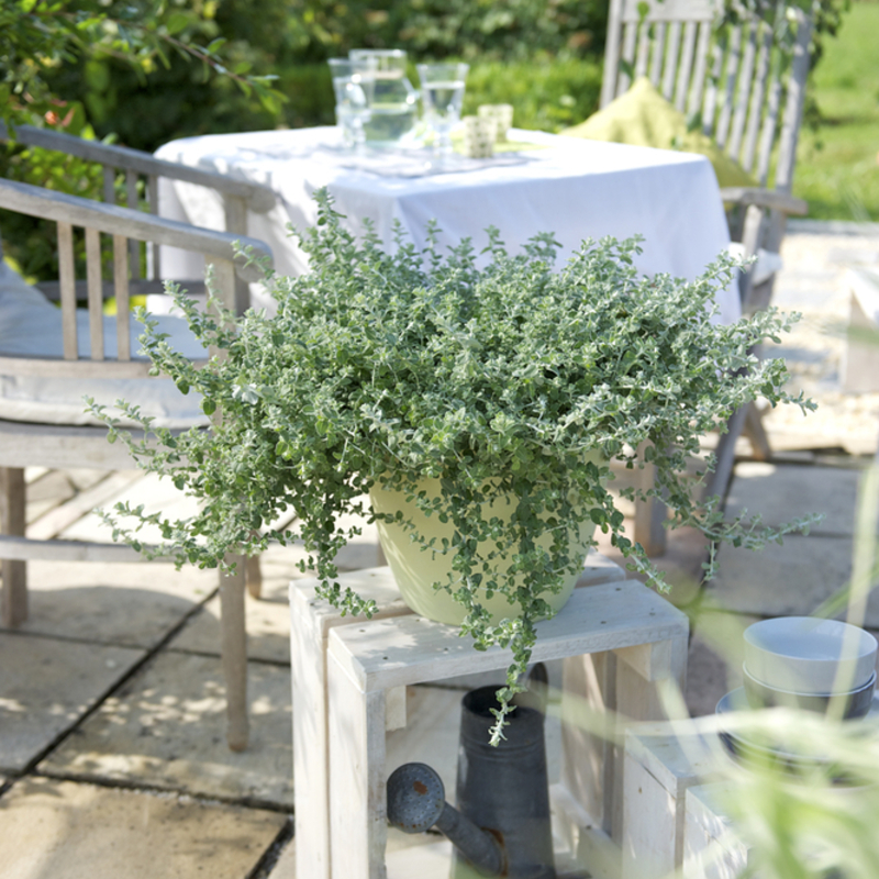 Геліхризум petiolare Microphylla