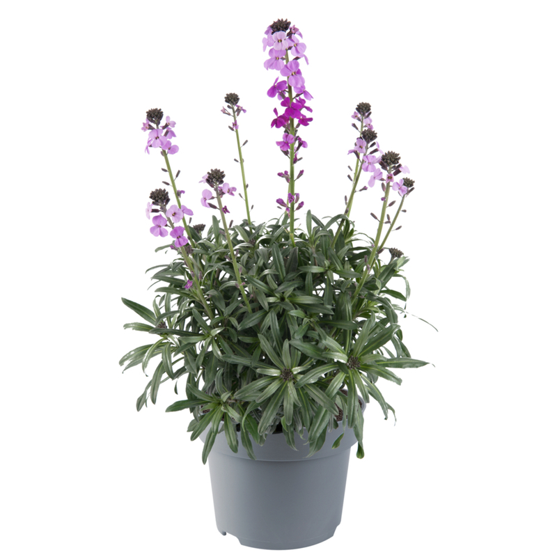 Ерізімум Bowles Mauve (Florensis)