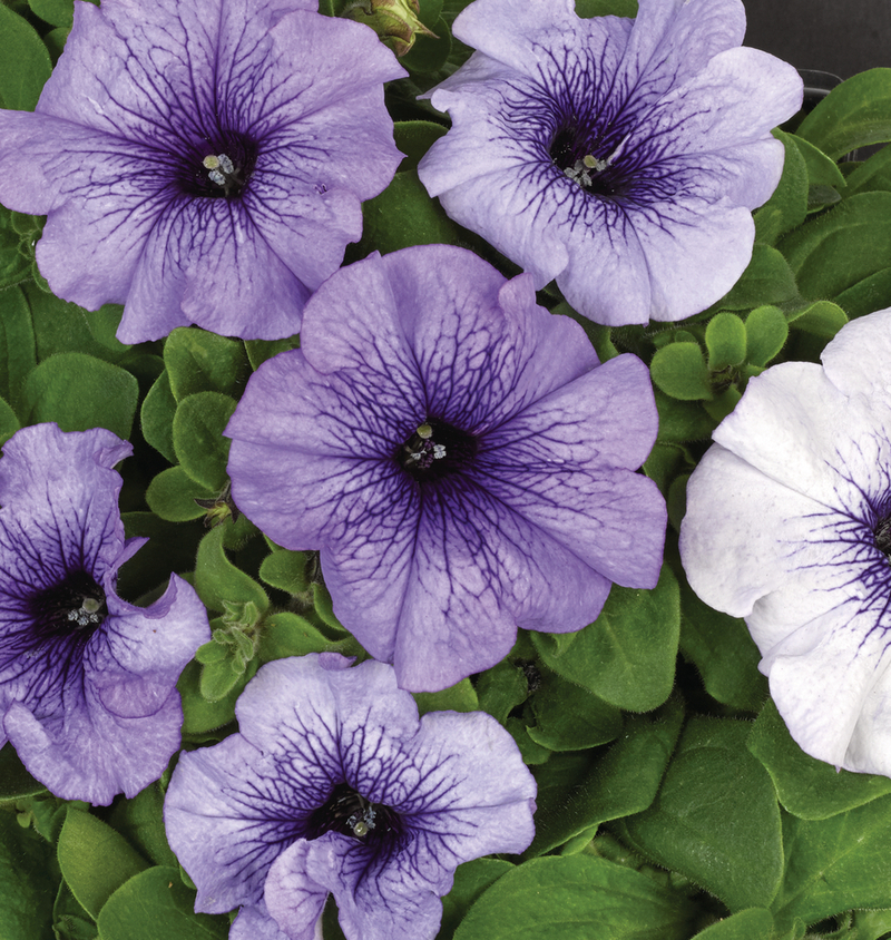 Петунія grandiflora Pacta Parade Blue Vein (510палета/Florensis)