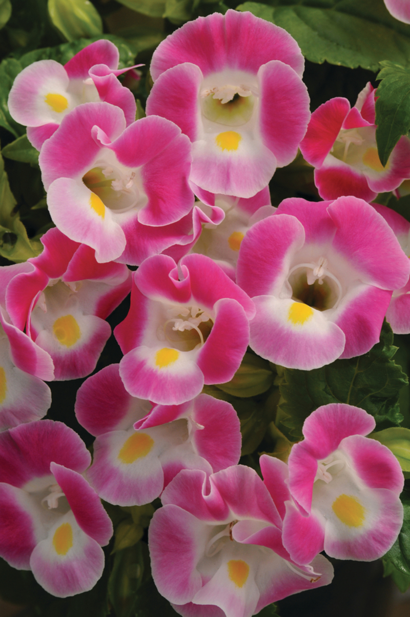 Торенія fournieri Kauai Rose (288 палета/Florensis)