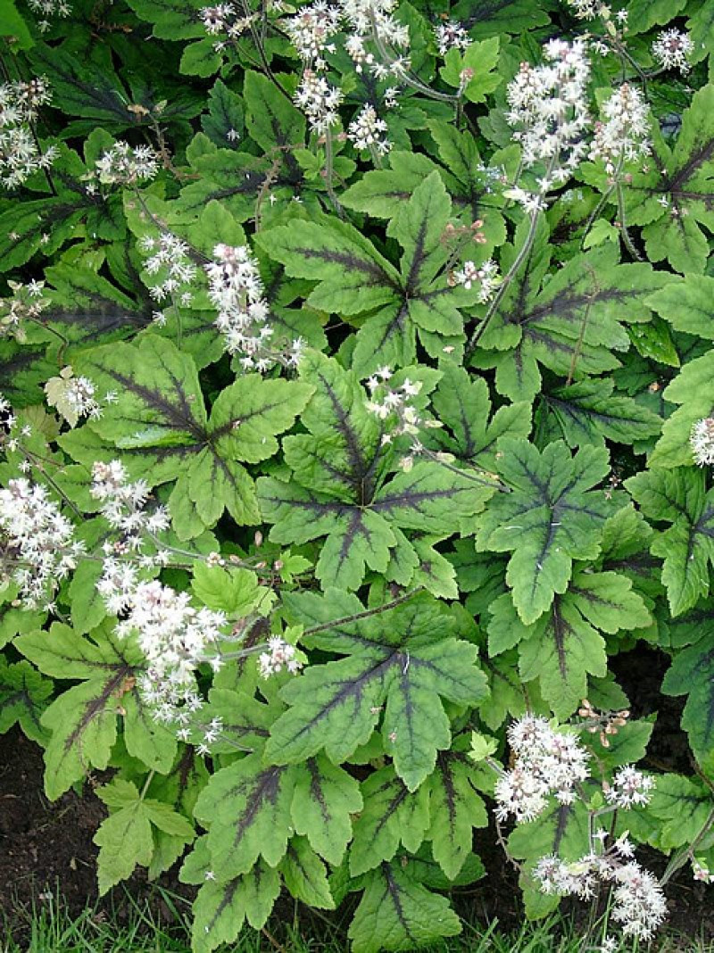Тіарелла Iron Butterfly (Vitroflora)