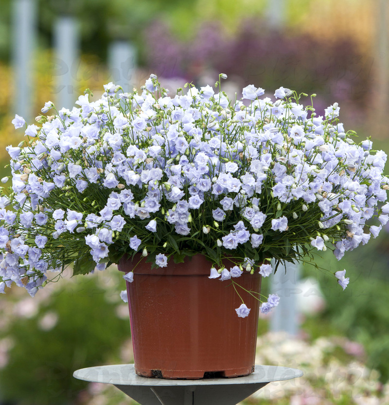 Кампанула Elizabeth Oliver (Vitroflora)