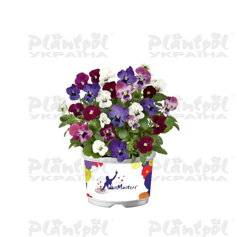 Віола cornuta EVO Mini F1 MixMasters® London (180 палета/Florensis)