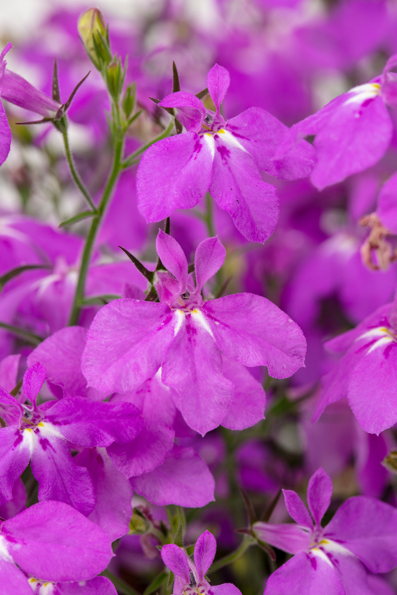 Лобелія Hot Plus Electric Purple