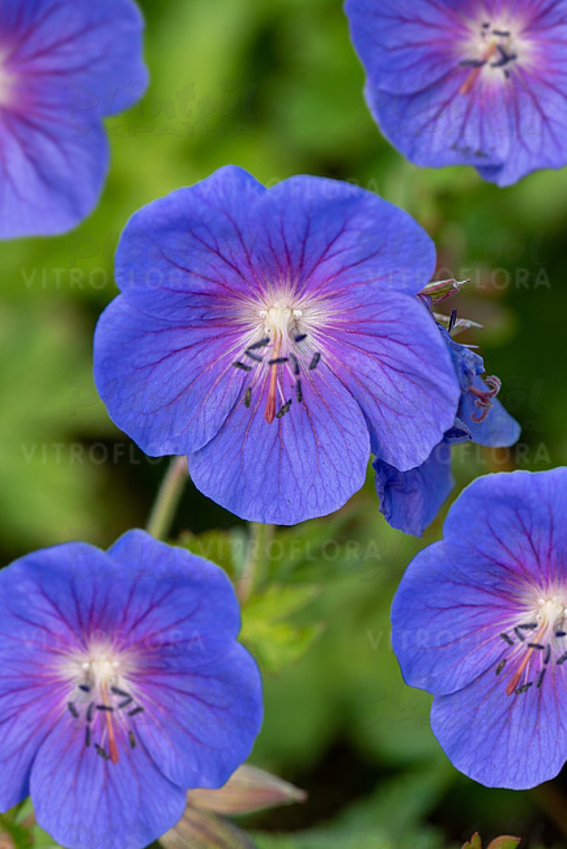 Герань Baby Blue (Vitroflora)