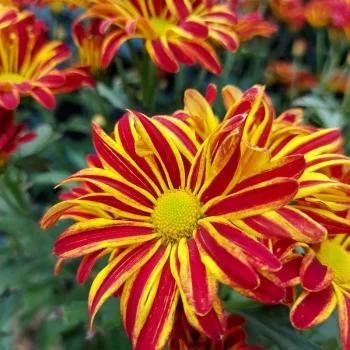 Фото 6