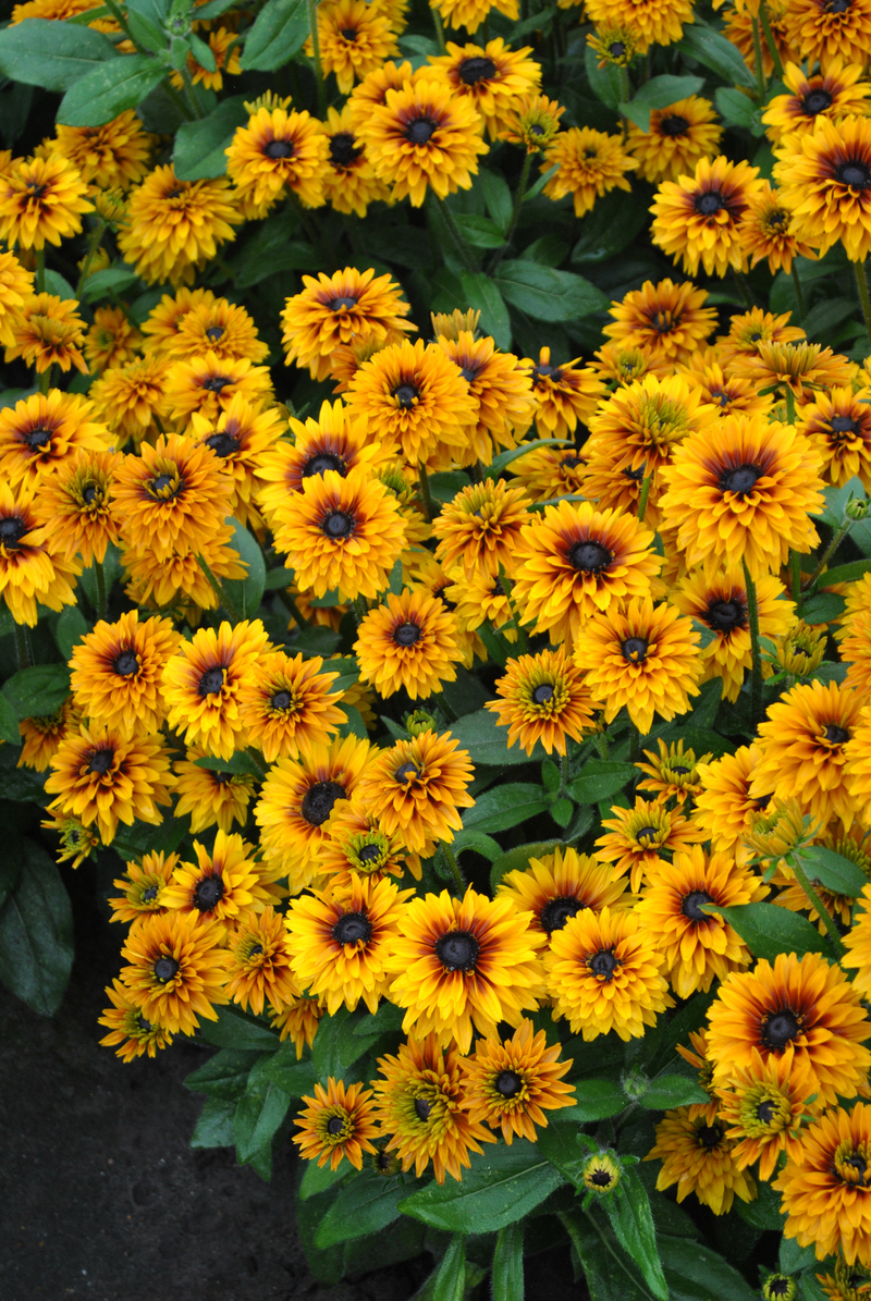 Рудбекія Flamenco® Bright Orange (Vitroflora)
