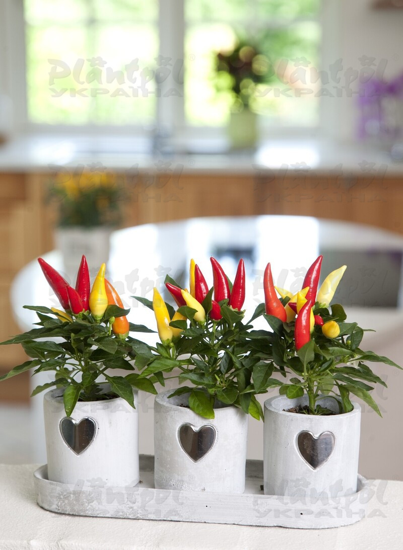 Капсікум annuum Joker Red (288 палета/Florensis)