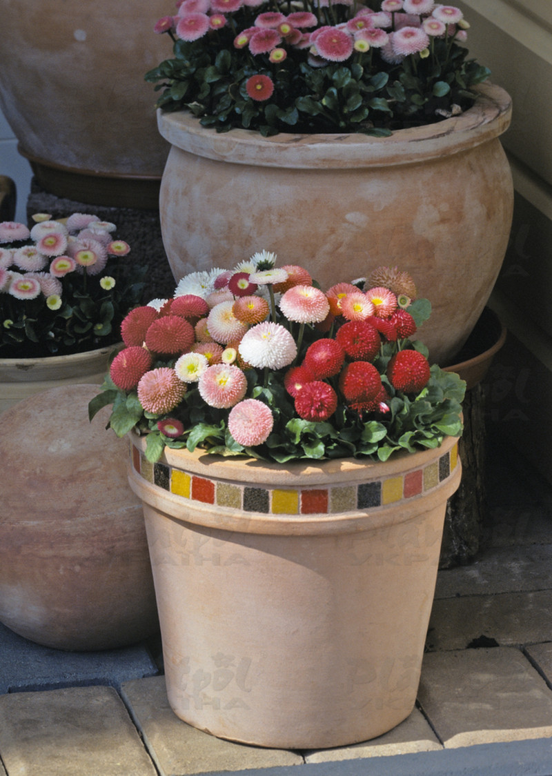 Стокротки bellis perennis Tasso Mix