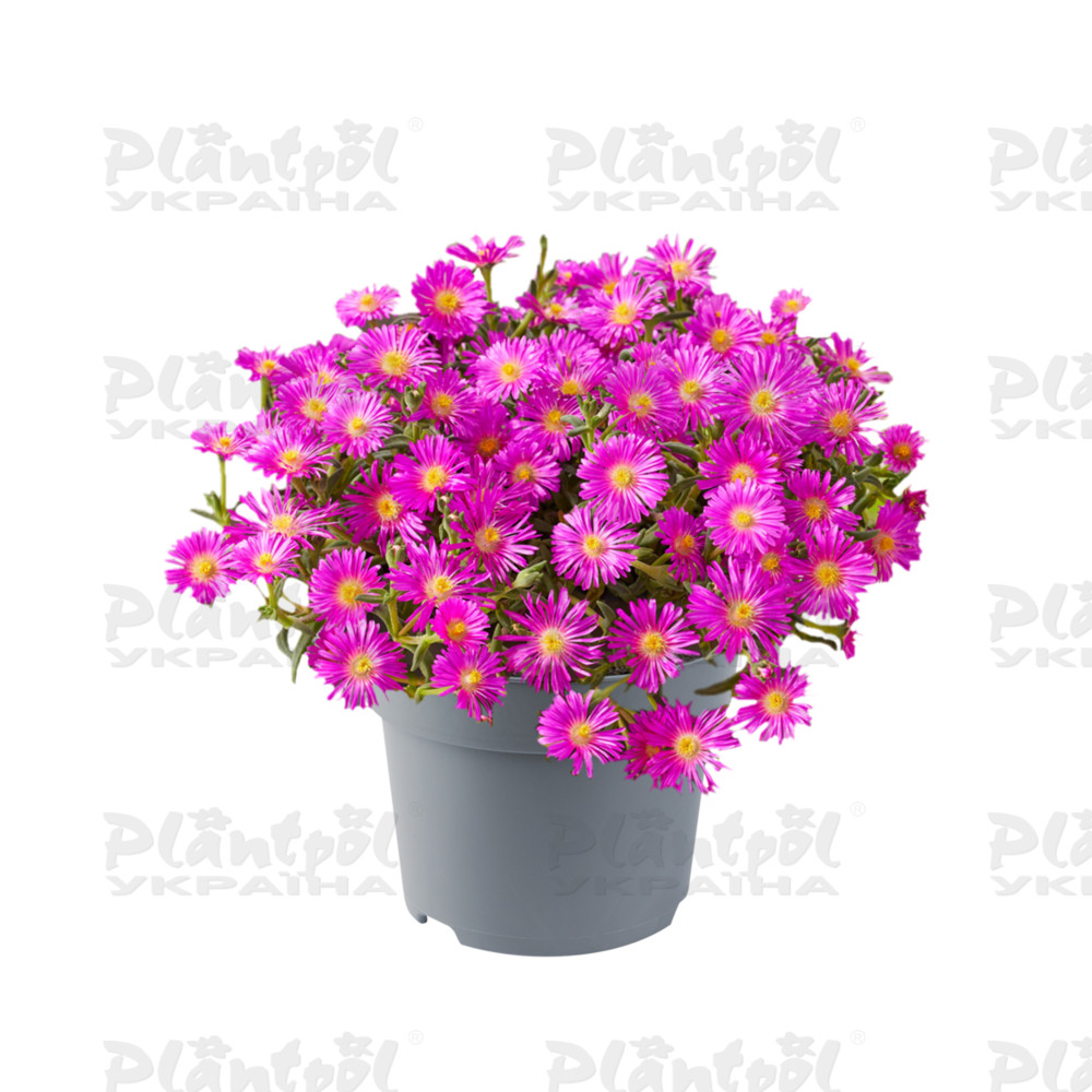 Делосперма Ocean Sunset Violet (128 палета/Florensis)