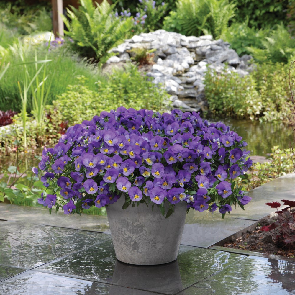 Віола wittrockiana Cool Wave® F1 Blue Skies (180 палета/Florensis)