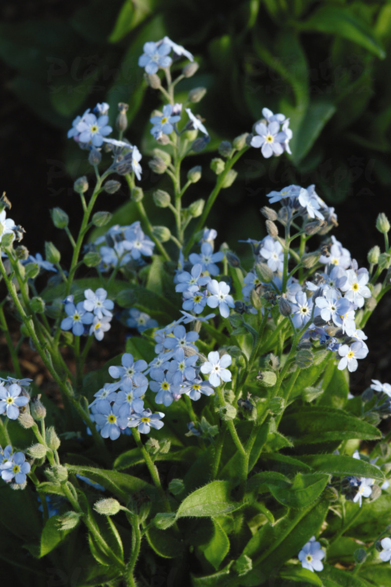 Незабудка Myosotis sylvatica Mon Amie Blue (510 палета)
