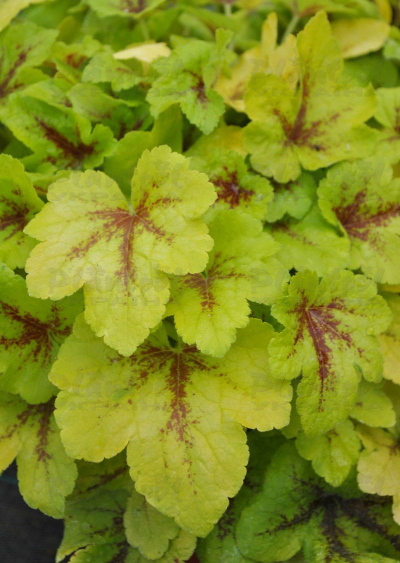 Гейхерела Mojito (Vitroflora)