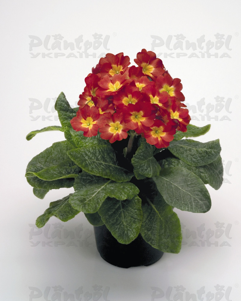 Примула elatior Crescendo F1 Red