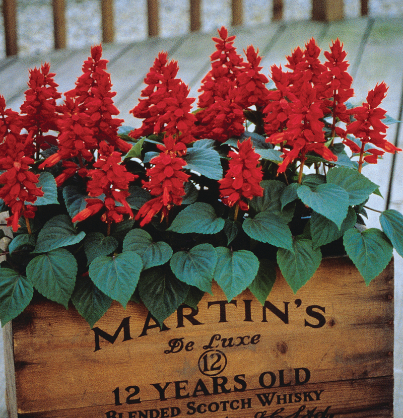 Сальвія splendens Vista Red (288 палета/Florensis)