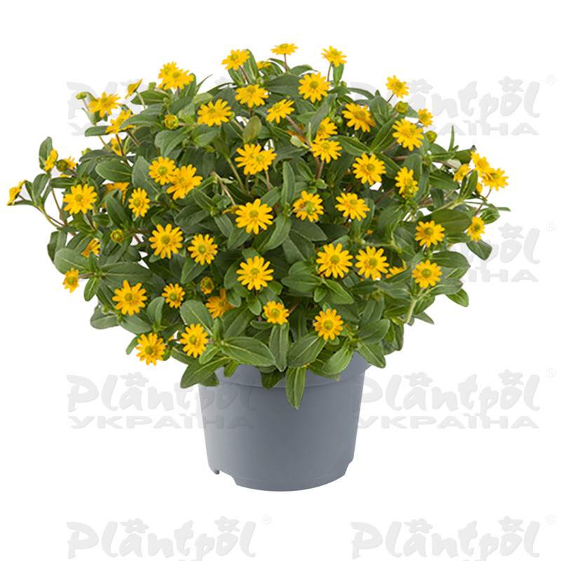 Cанвіталія Inca Yellow