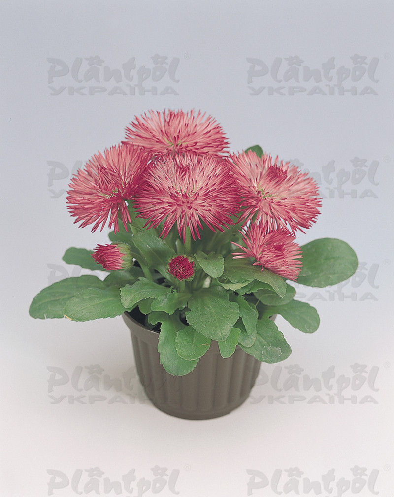 Стокротки bellis perennis Roggli Rose
