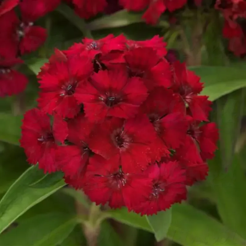 Гвоздика Dart Raspberry (Florensis)