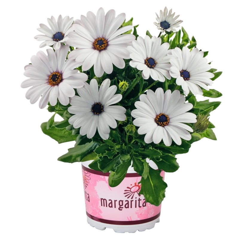 Oстеоспермум Margarita White (Vitroflora)