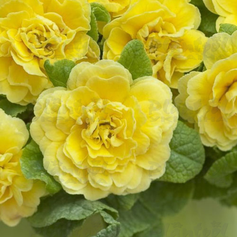 Примула Belarina Butter Yellow