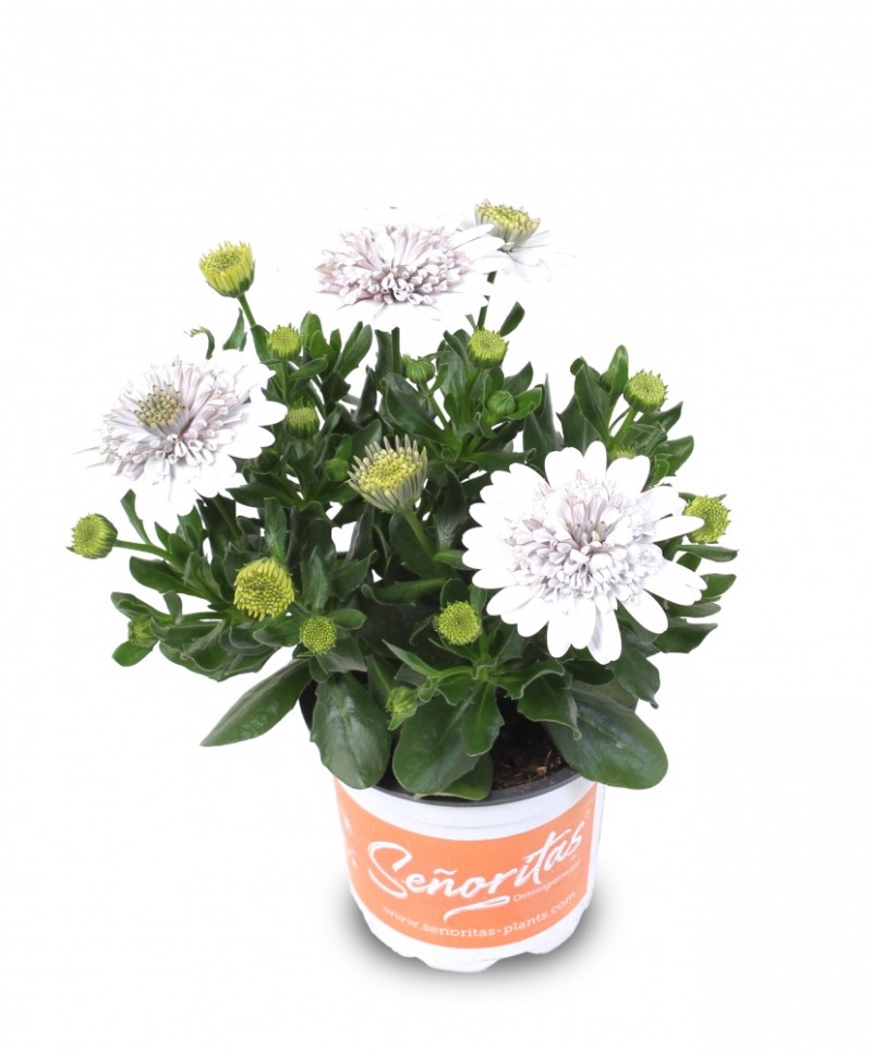 Oстеоспермум Senorita Double White (Vitroflora)