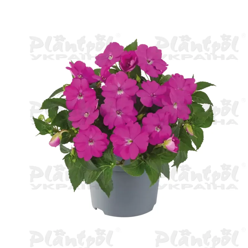 Імпатієнс Sunpatiens Compact Hot Lilac
