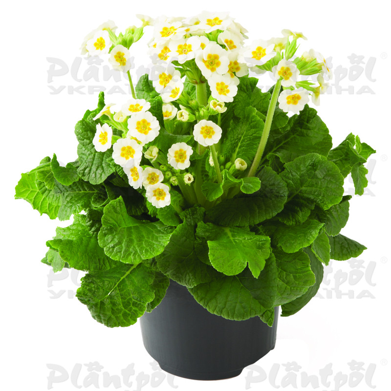 Примула veris Little Queen White Exp.