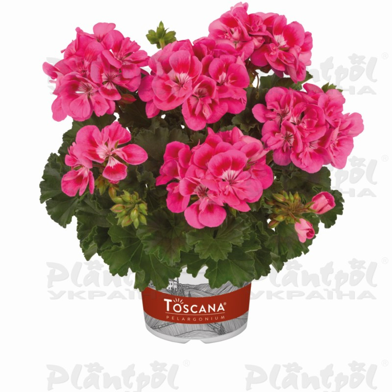 Пеларгонія зональна Dolce Vita Helene Pink with Eye