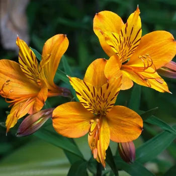 АЛЬСТРОМЕРІЯ/ALSTROEMERIA