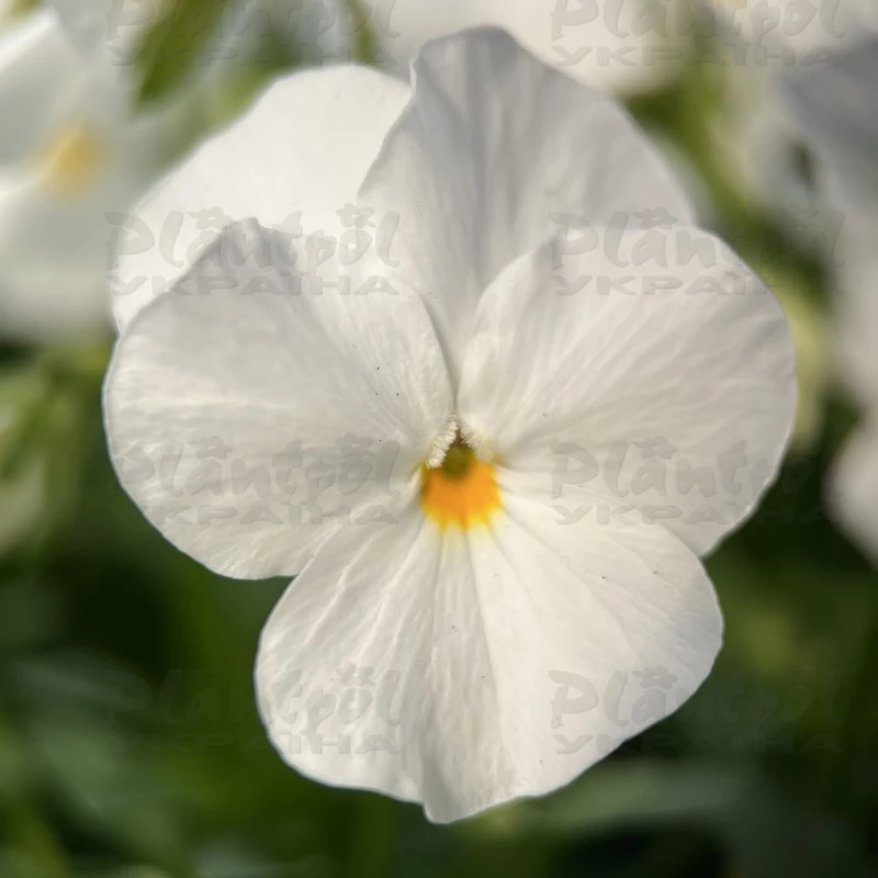 Садовий центр Плантпол-Україна, фото 11