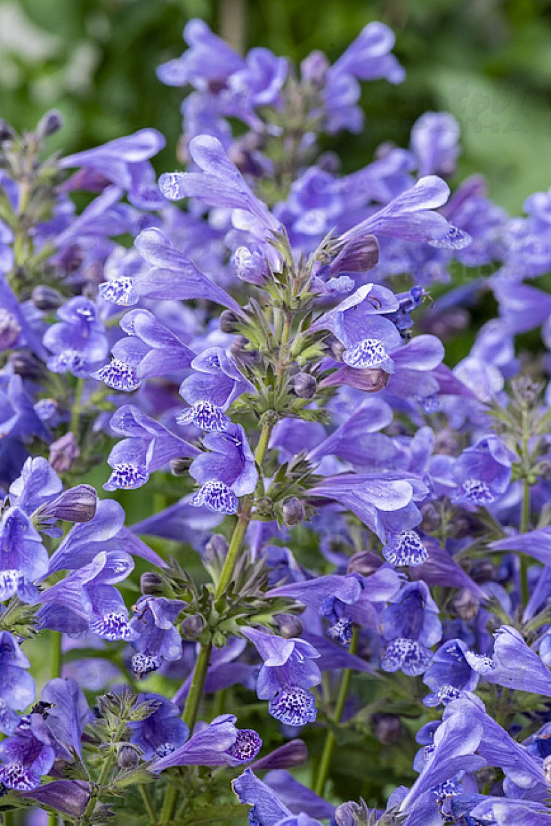 Непета Blue Planet (Vitroflora)