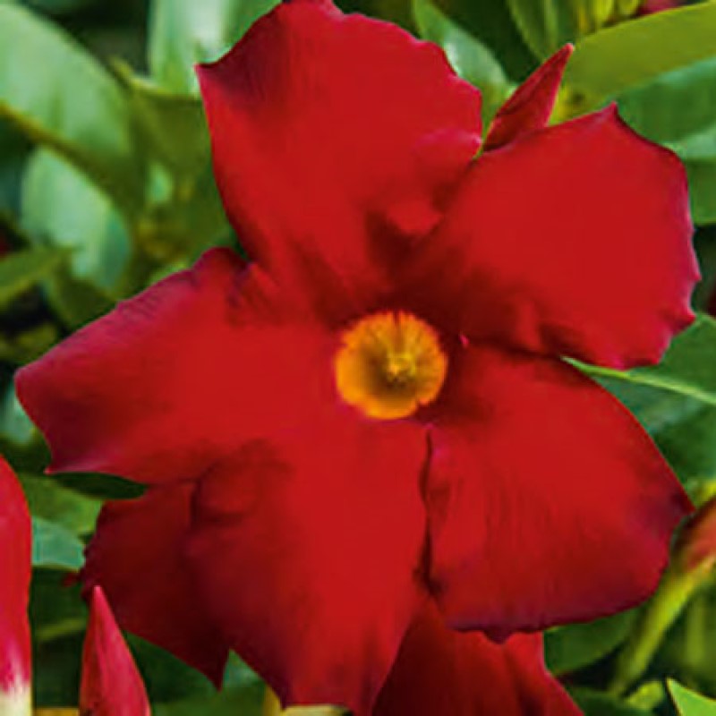 Дипладенія Bella Red Bolero (Plantpol)