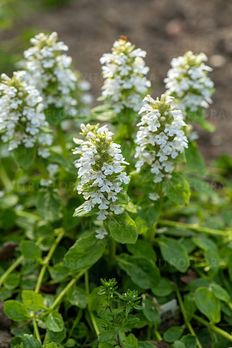 Аюга Alba (Vitroflora)