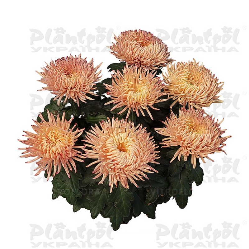 Хризантема великоквіткова горшкова Alaka Peach (Vitroflora)