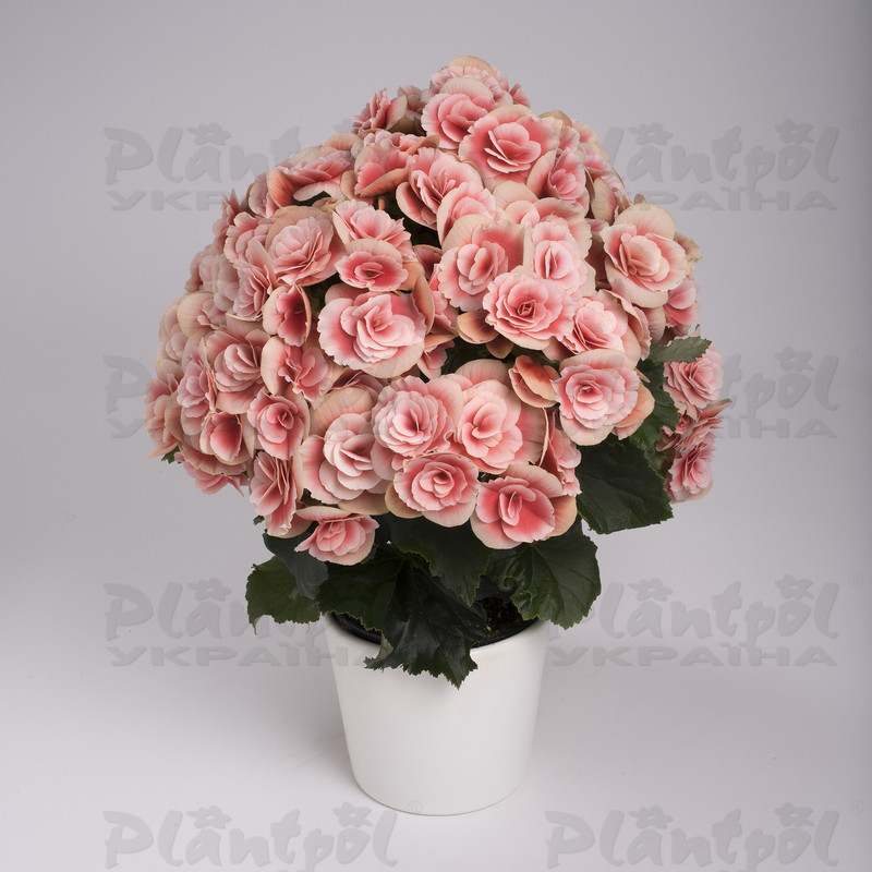 Бегонія Elatior Borias