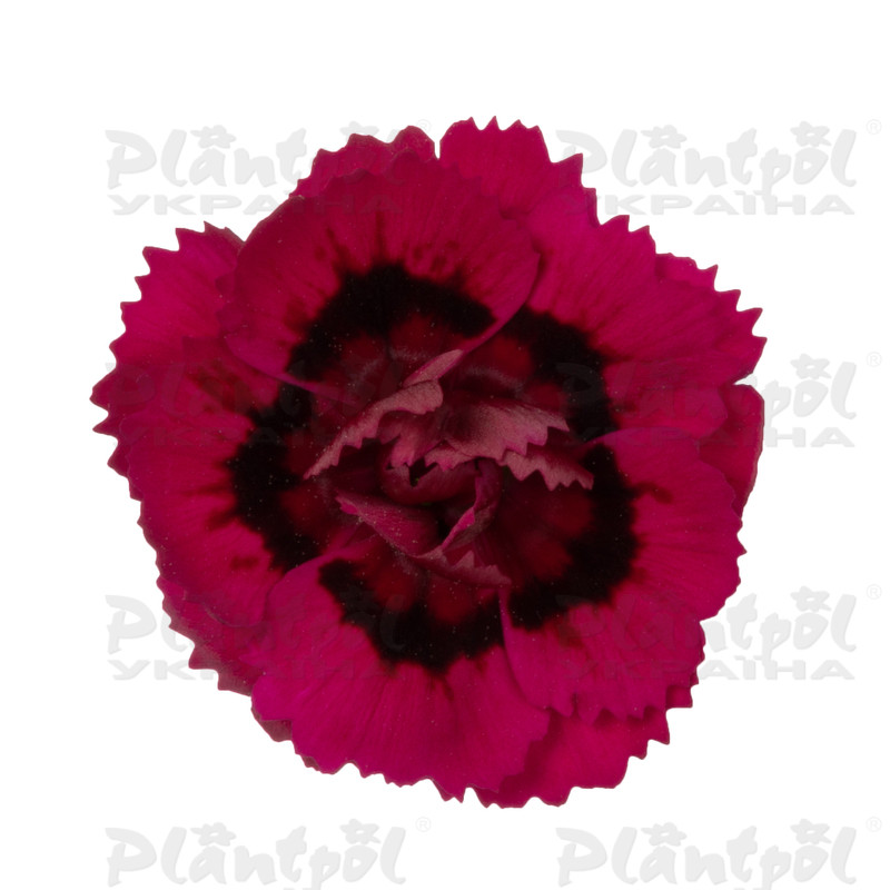 Гвоздика Dinamic Dancing Flamenco