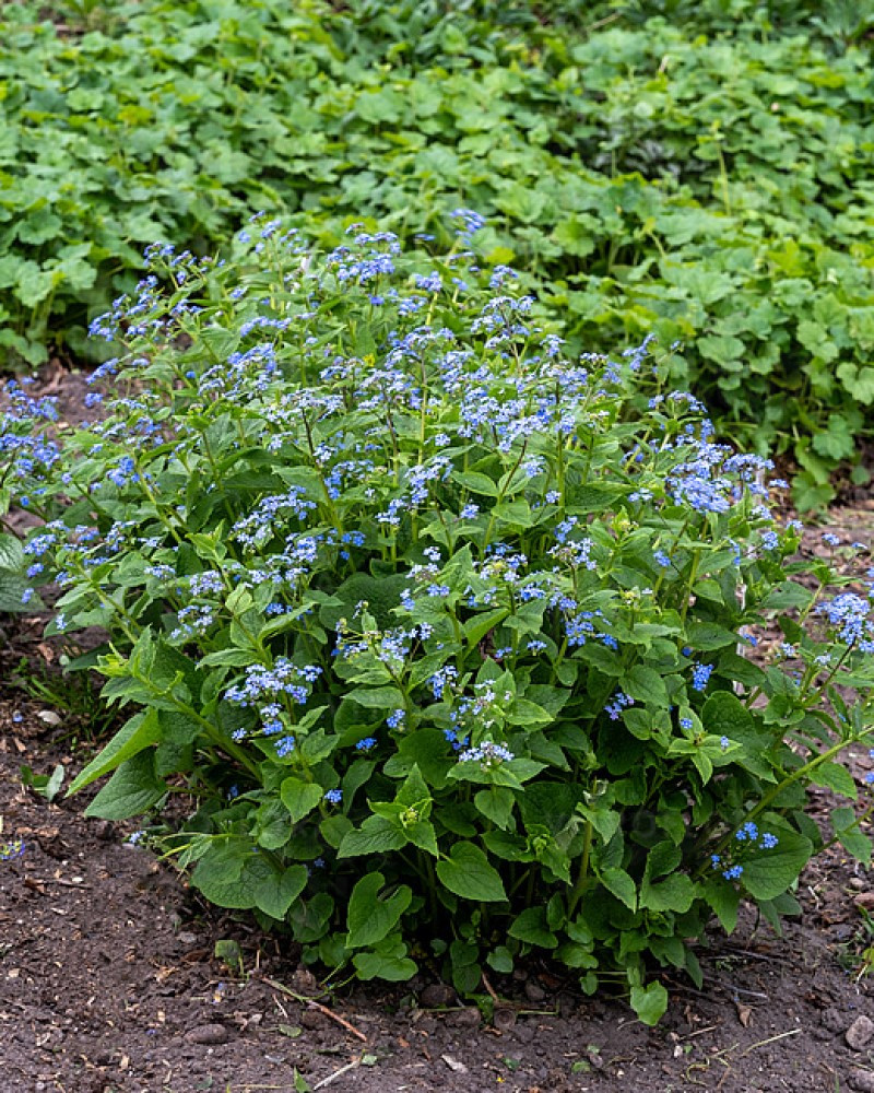 Бруннера macrophylla (Vitroflora)