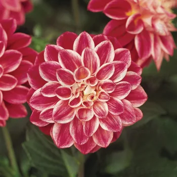 Фото 2