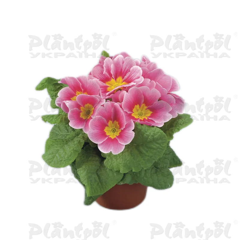 Примула vulgaris Finish/Eblo F1 Appleblossom