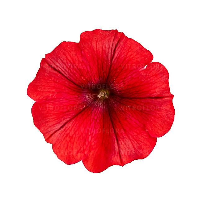 Петунія Tea Red