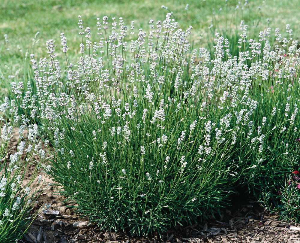 Лаванда angustifolia Edelweiss (180 палета/Florensis)