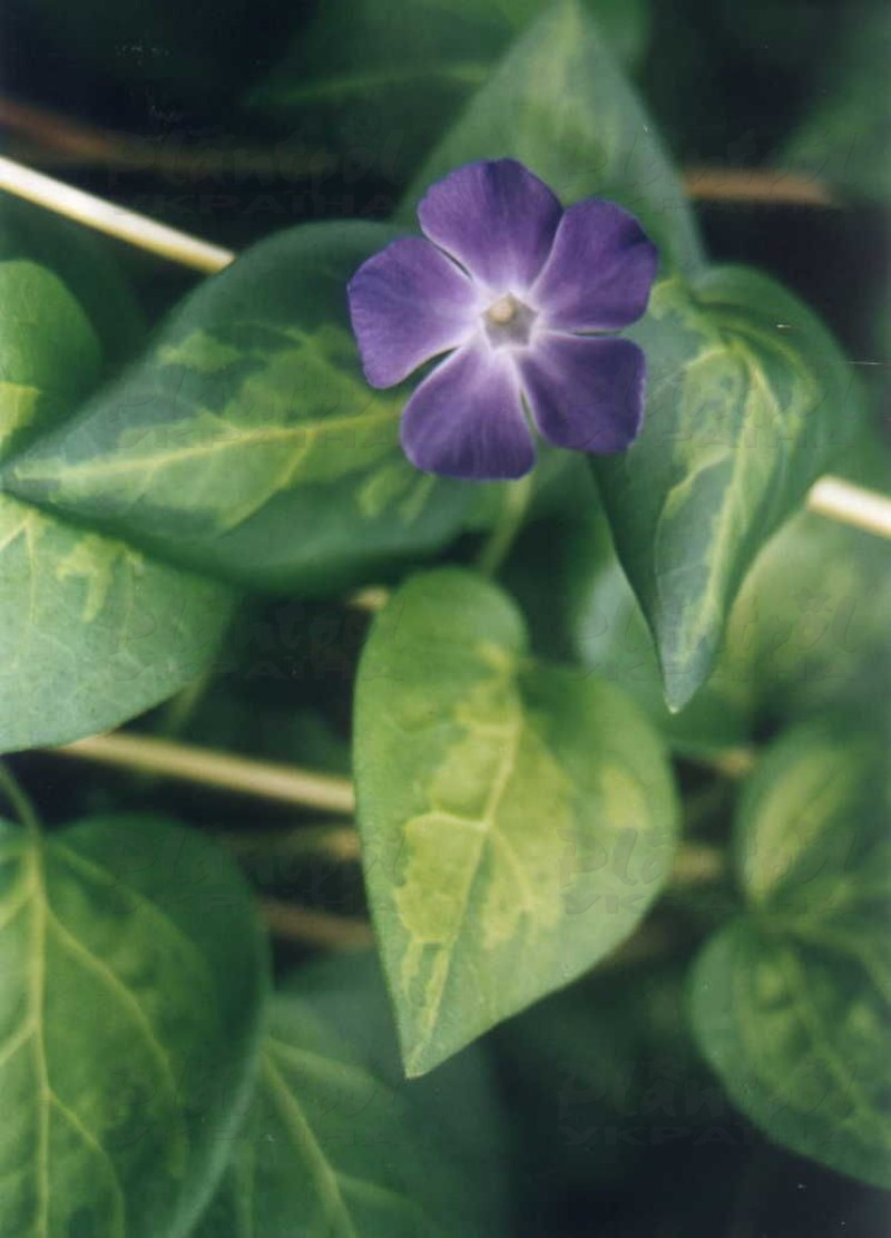 Барвінок (vinca) Reticulata