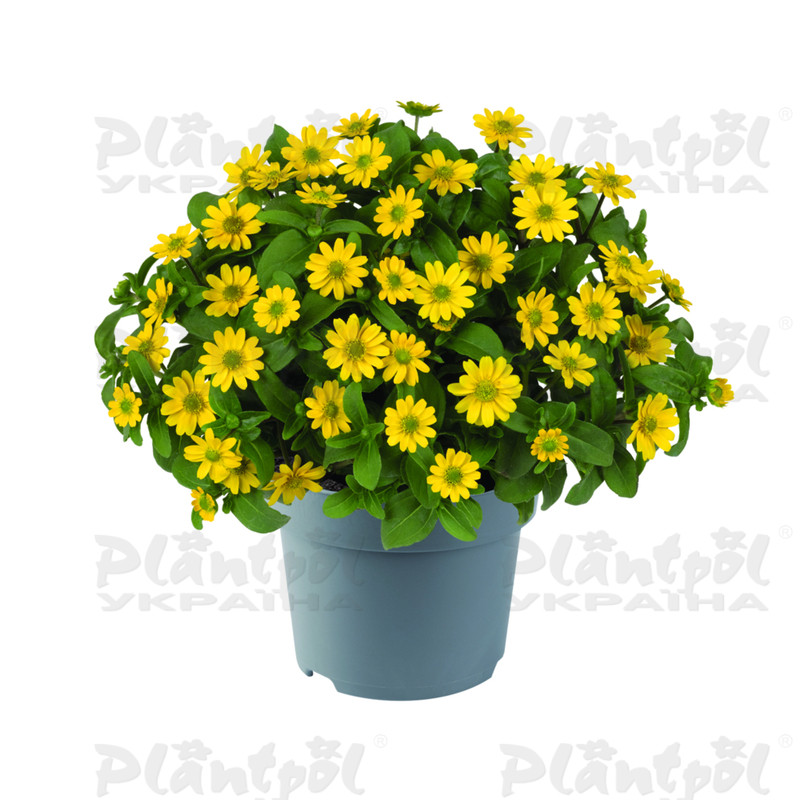 Санвіталія Santiago Bright Yellow