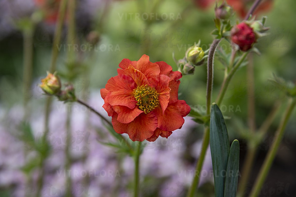 Гравілат Tempest Scarlet (Vitroflora)