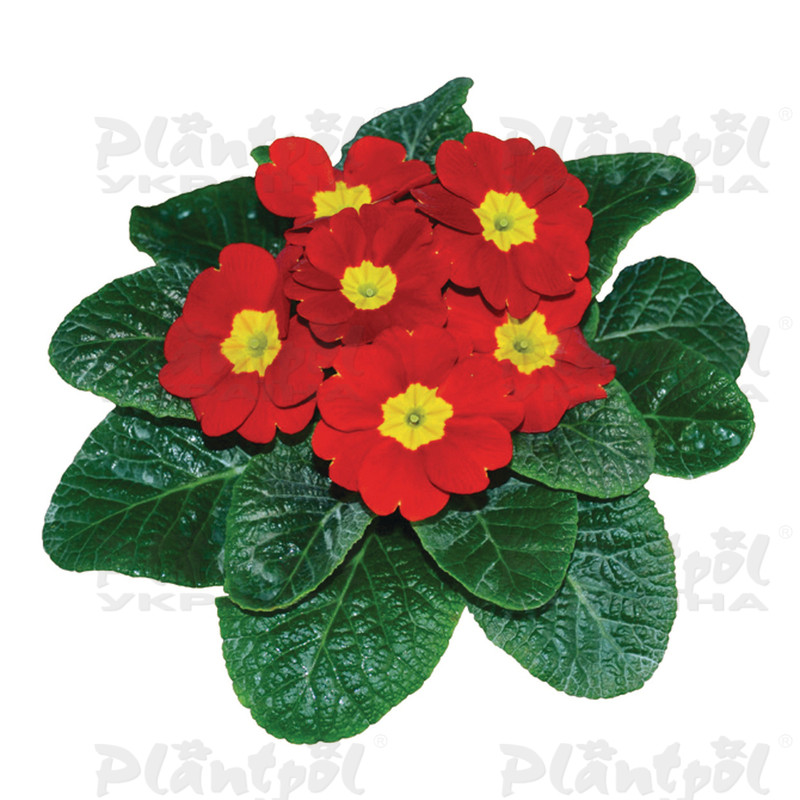 Примула vulgaris Premium F1 Red