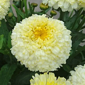 Фото 3