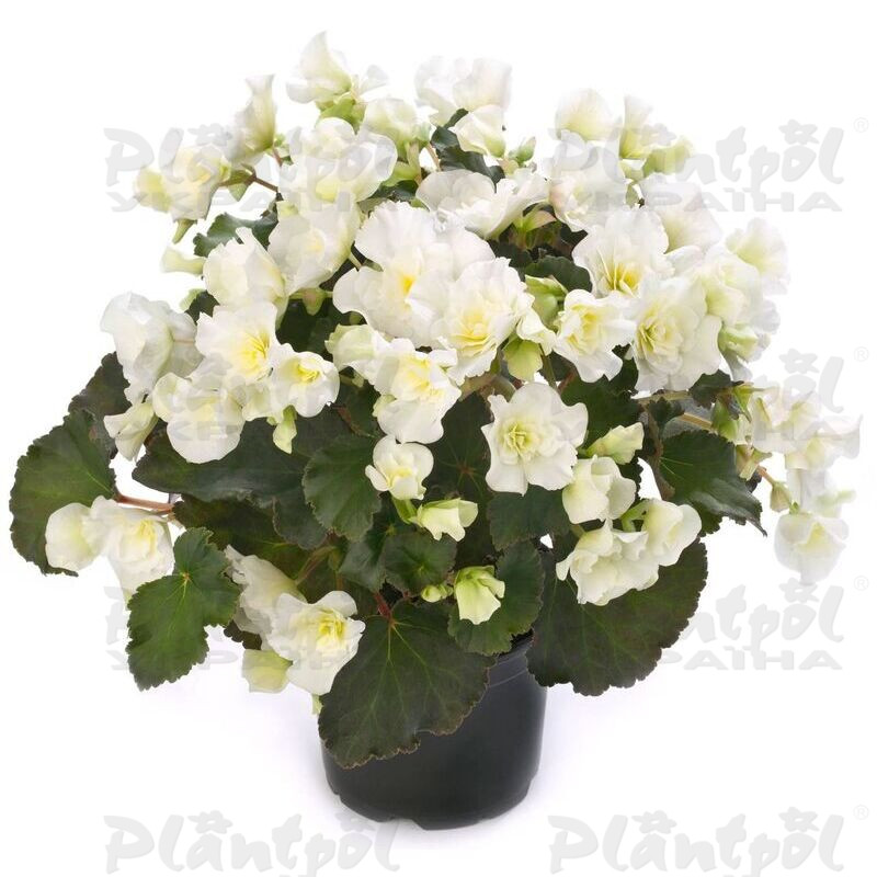 Бегонія Cottage Glory White