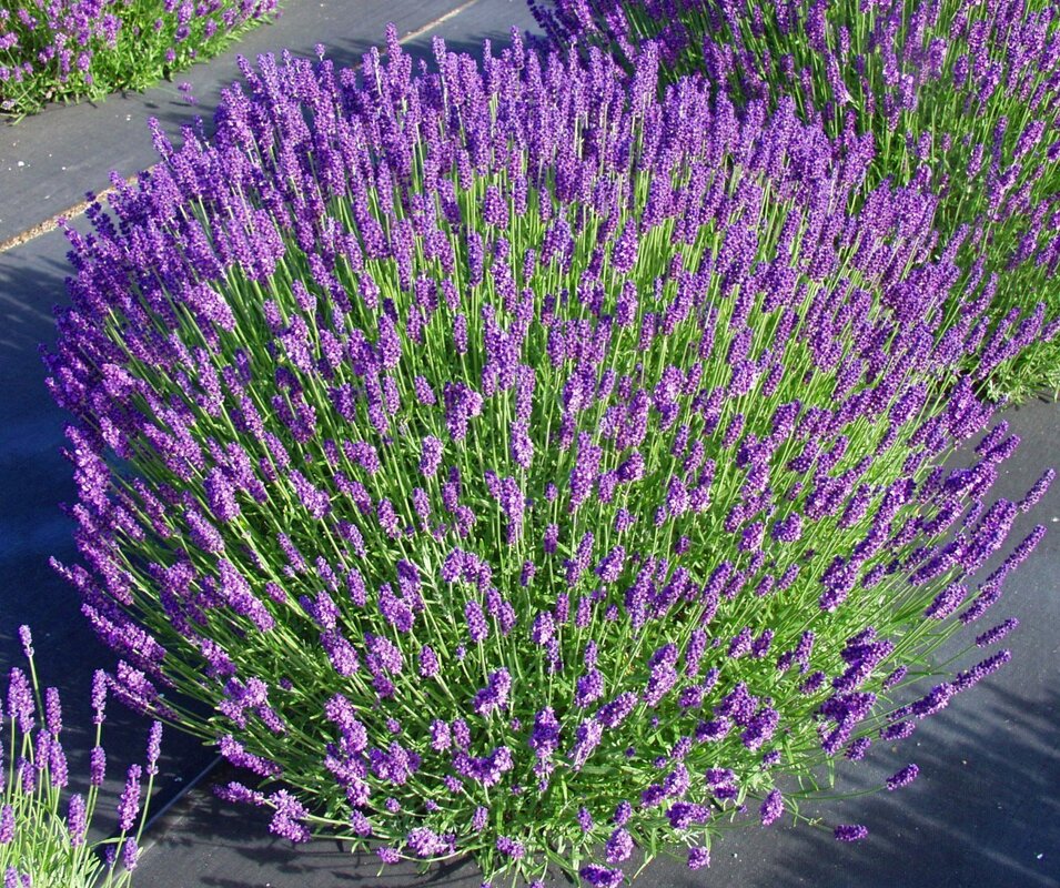 Лаванда Hidcote Blue (Vitroflora)